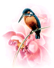 pic for Bird & Flower